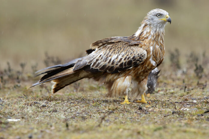 Saudi Falcon Auction 2024 Sets Record Bids for Prized Falcons