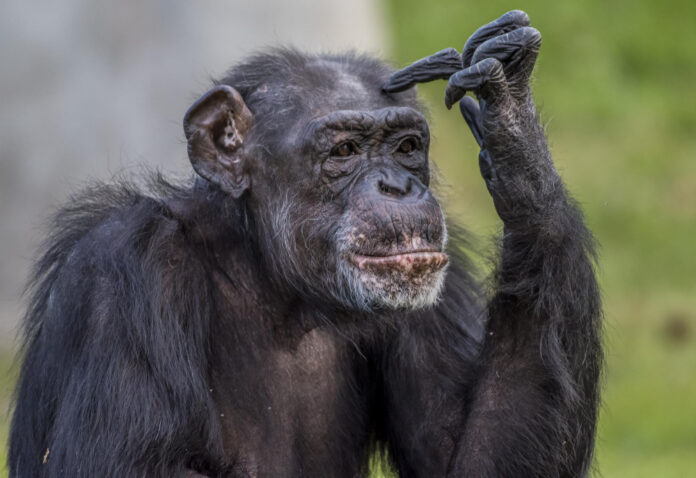 Old Videos Suggest Chimpanzees May Learn Human Words, Study Reveals