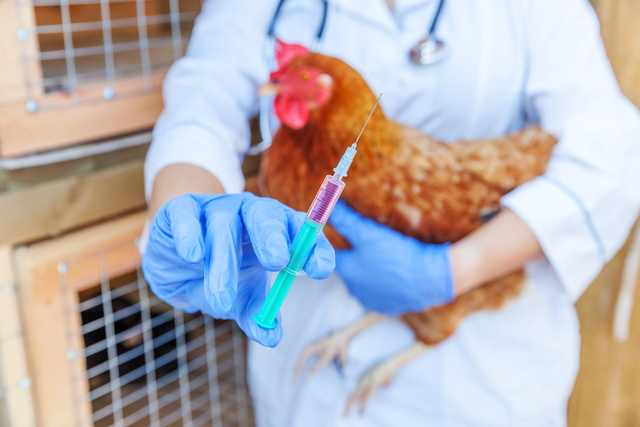 Bird Flu Detected in Milk: Safety Assured by Pasteurization