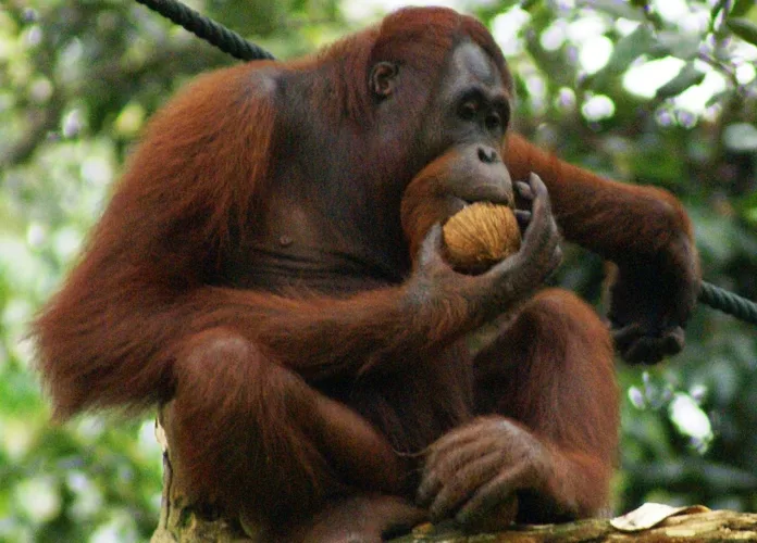 Louisville Zoo Orangutan