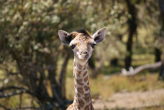 Baby Giraffe Mtembei's First Outdoor Adventure
