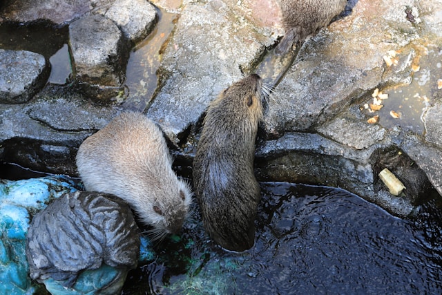 Beavers Return to Northamptonshire After 400 Years