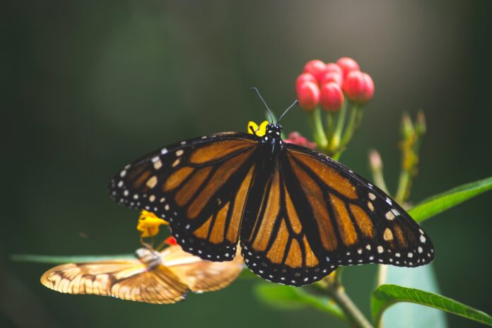 UK Butterfly Emergency 2024: Record-Low Numbers