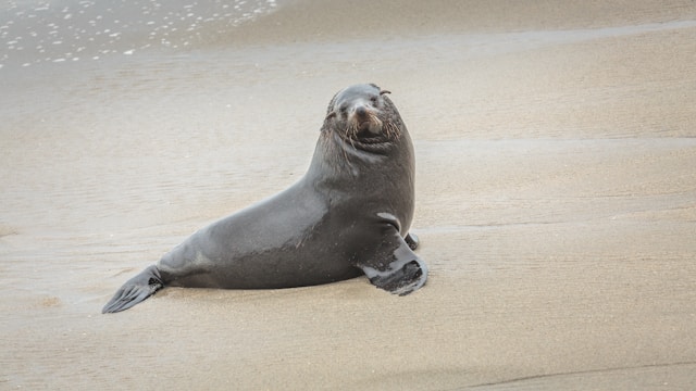 Rabies Outbreak Among Seals in Cape Town