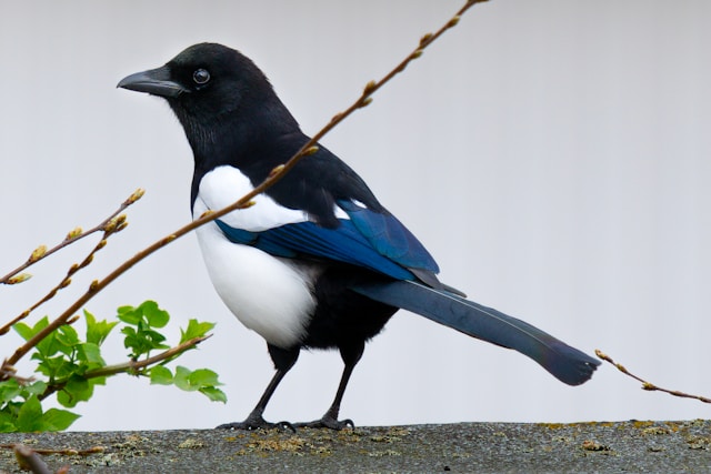 Magpie Rescued from Sticky Trap in Leicestershire