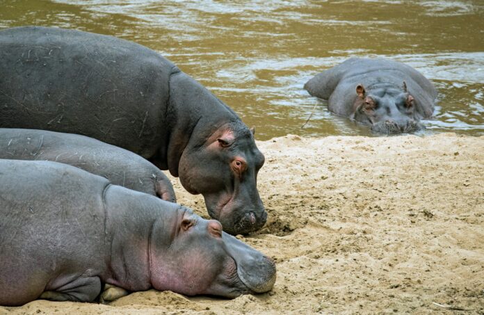 Hippos Can Become Airborne: Study Reveals Locomotion Abilities