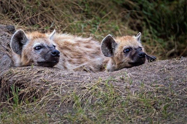 New Study Reveals How Hyenas and Big Cats Adapt to Tooth Wear