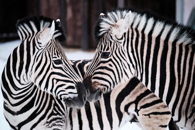 Zebras Escape Trailer, Gallop Through Washington Community