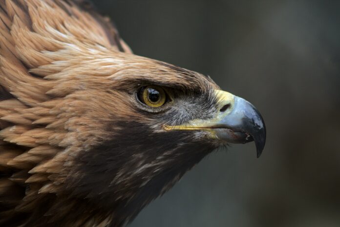 Runner Injured by Swooping Buzzards in Mourne Mountains