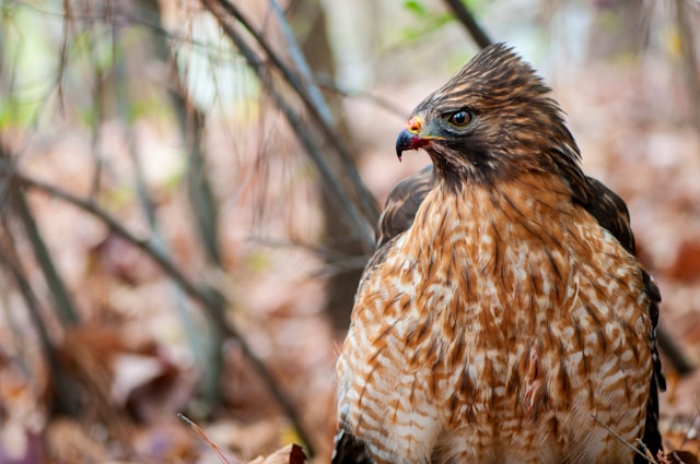 Worcester Deploys Hawk Bella to Manage City Gull Population