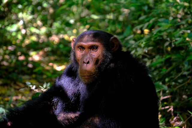 Chimpanzee and Human Conversations Show Striking Similarities