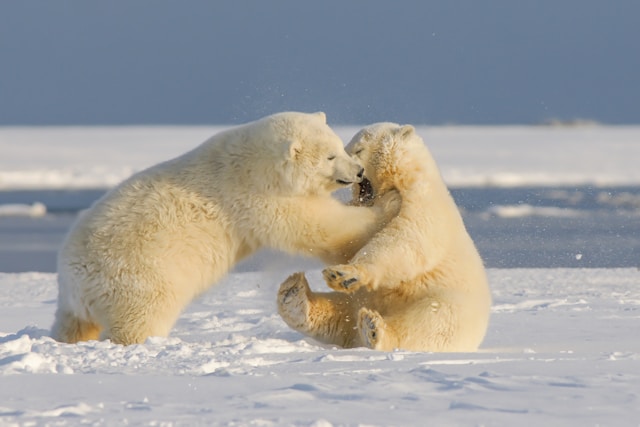 Polar Bears Face Rising Pathogen Exposure as Arctic Heats Up