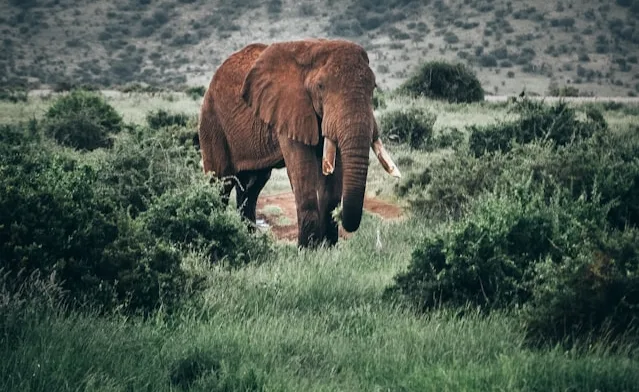 US Tourist Dies in Elephant Attack on Zambia Safari