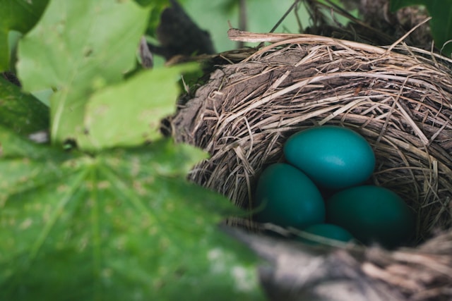 Thousands of Rare Bird Eggs Seized in Major Australian Crackdown