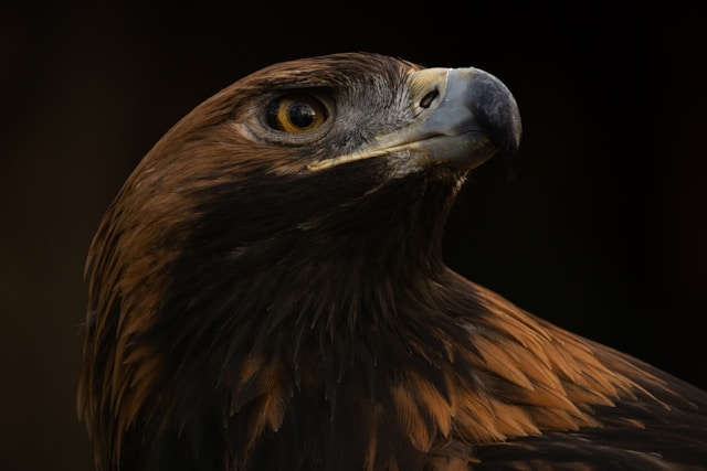 Golden Eagle Loki Escapes Falconry Enclosure in County Antrim