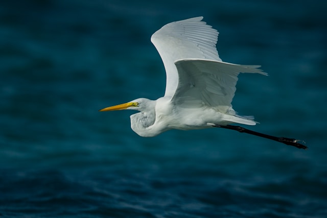 Five UK Seabird Species Added to Red List Amid Extinction