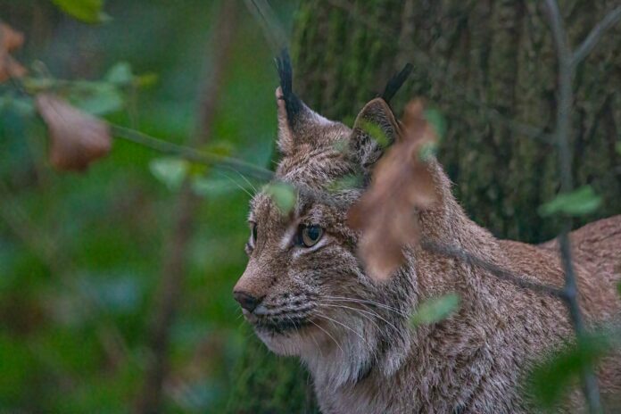 Iberian Lynx Reclassified as Vulnerable After Successful Conservation Efforts