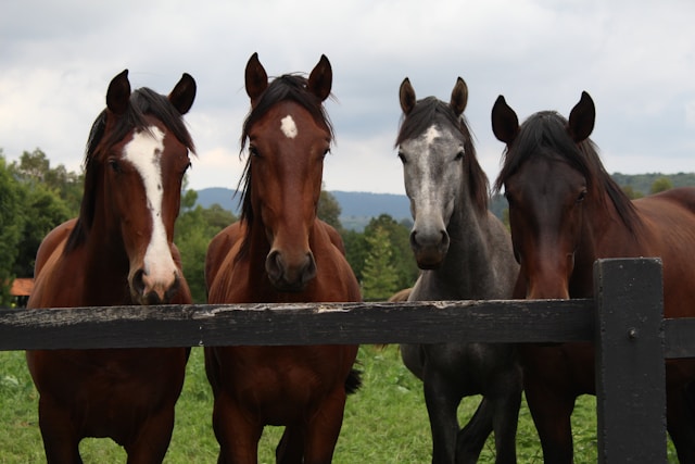 Horses from Household Cavalry Cause Chaos in Central London