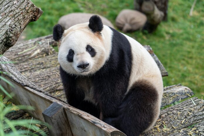 Ahtari Zoo Returns Gaint Pandas Lumi and Pyry to China