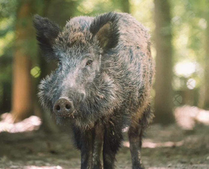 Wild Boar Attacks Spargi Sardinia island