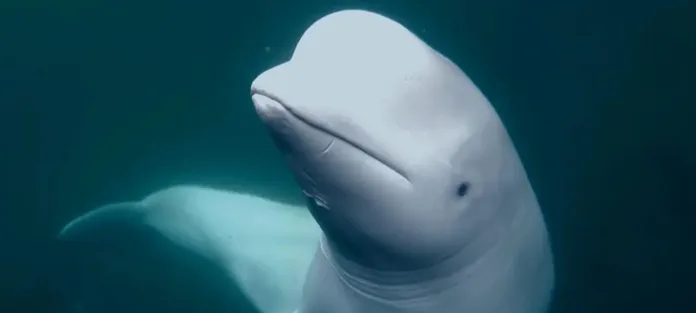 Beluga Whale Sparks Espionage Concerns with Russian Harness