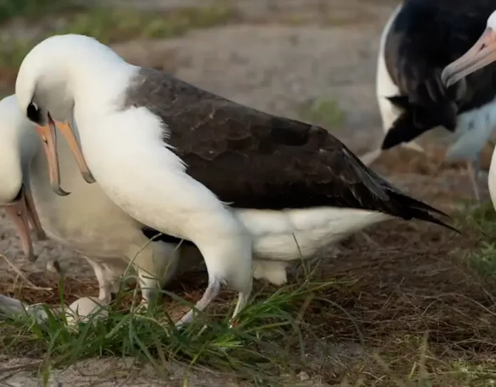 World's Oldest Bird Wisdom Lays Egg at 74