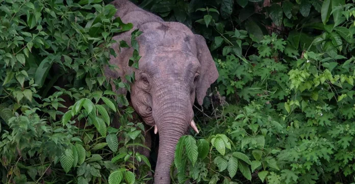 Bornean Elephant Faces Extinction: Conservation Efforts