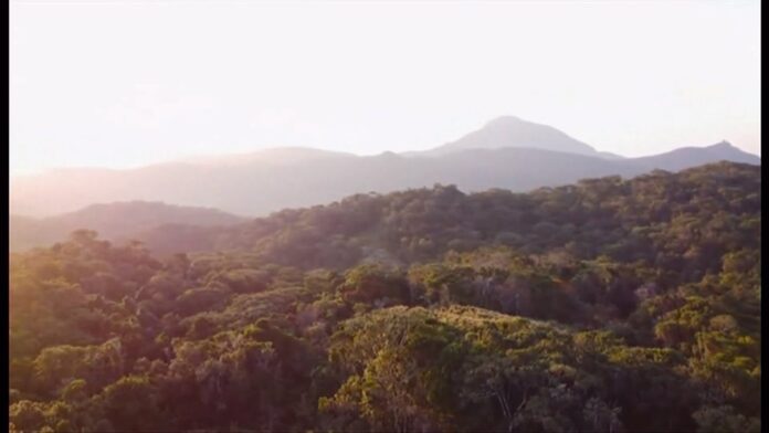 Discoveries in Mount Mabu Rainforest Lead to Conservation Efforts