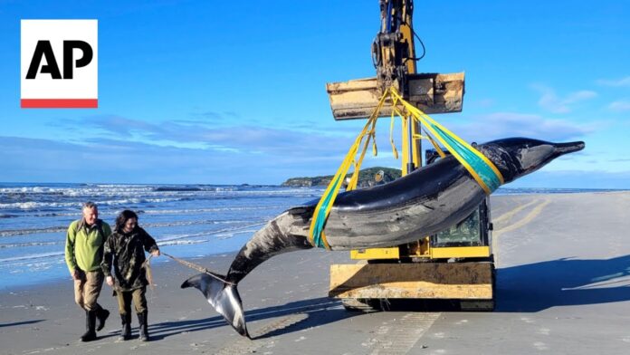 Rare Spade-Toothed Whale Found in New Zealand Sparks