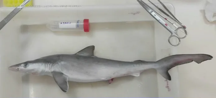 Cocaine Found in Sharks Near Brazil Highlights Marine Pollution