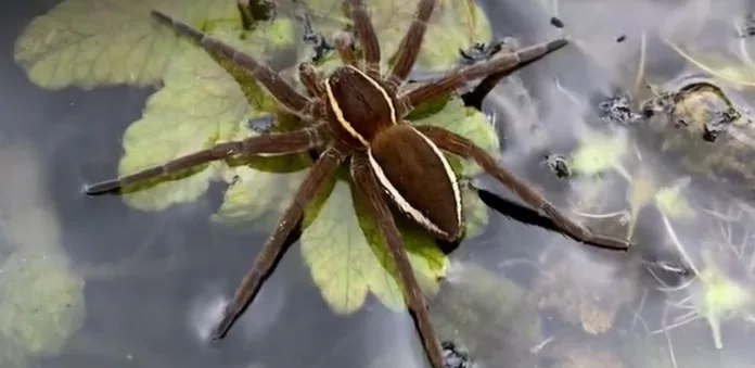 Fern Raft Spiders Thrive Again in the UK After Near Extinction