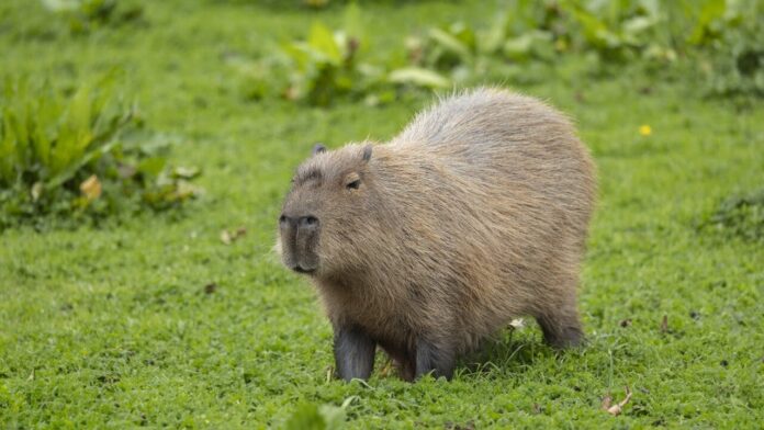 Cinnamon the Capybara Captured After Woodland Adventure