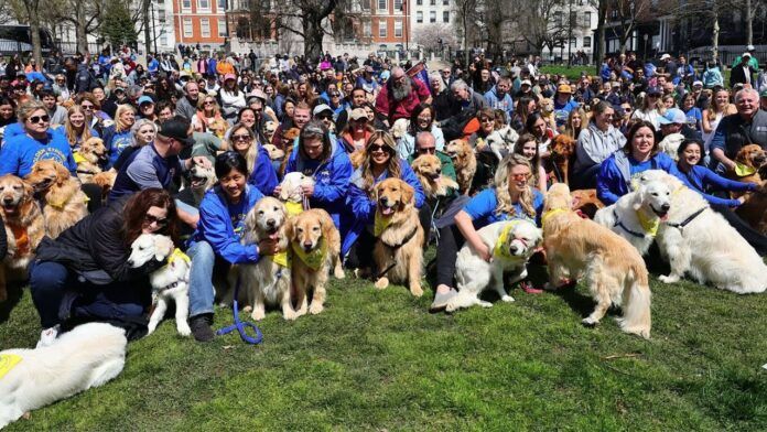 Golden Retrievers Honor Marathon Mascot in Boston