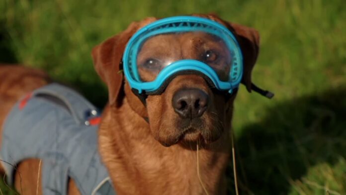 Meet Woody: The Labrador Helping to Save Puffins