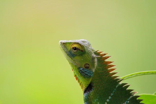 Rescuers Save Wild Chameleon from Meppadi Landslide Rubble