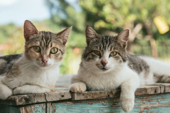 Bird Flu Texas Farm: Cats Die After Drinking Contaminated Milk