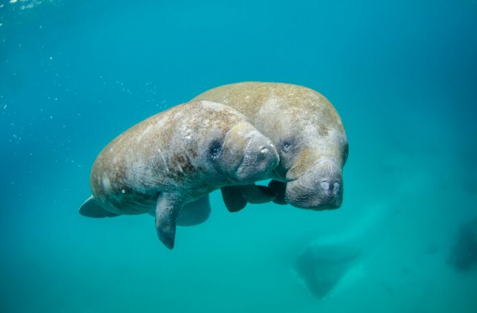 Manatee and Calf Shine in Wildlife Photographer of the Year 2024