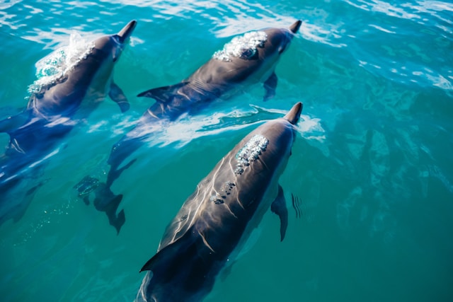 Surprise Dolphin Sighting Delights Wildlife Photographers