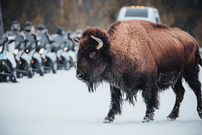 Carbon sequestration bison offset 2M cars CO2