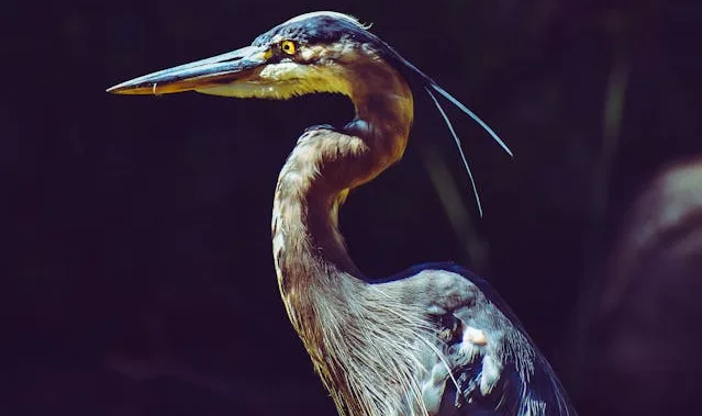 Brazilian Heron Saved from Plastic Cup Obstruction After Surgery