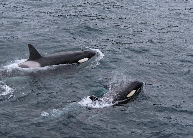 Mass Stranding of Pilot Whales in Orkney Raises Conservation Concerns