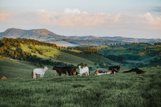 Toxic Fescue Grass Threatens Livestock Across the U.S.