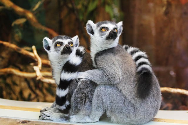 Nearly 1,000 Trafficked Lemurs and Tortoises Returned