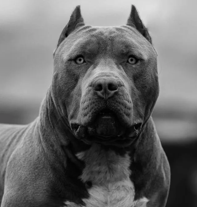 Two Arrested in Connection with Fatal XL Bully Dog Attack