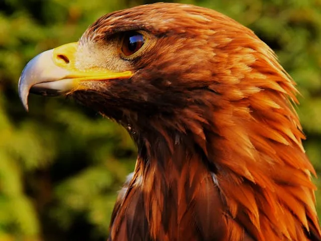 Golden Eagle Loki’s Miraculous Return After Week-Long Adventure