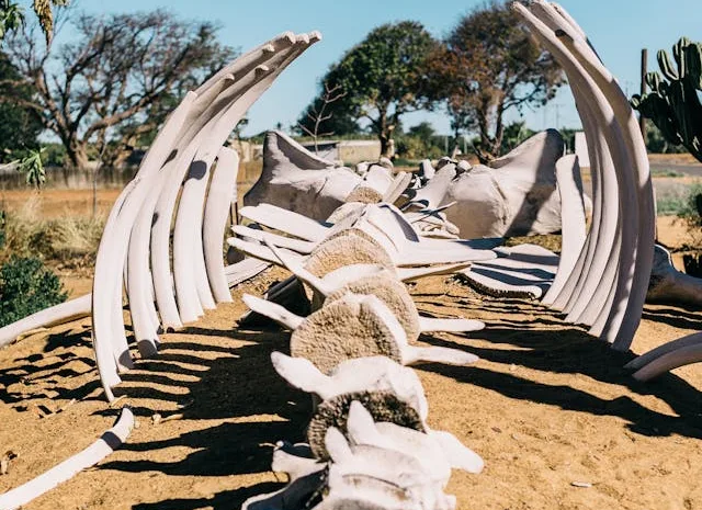 Surprising Whale Skeleton Discovery off Los Angeles Raises