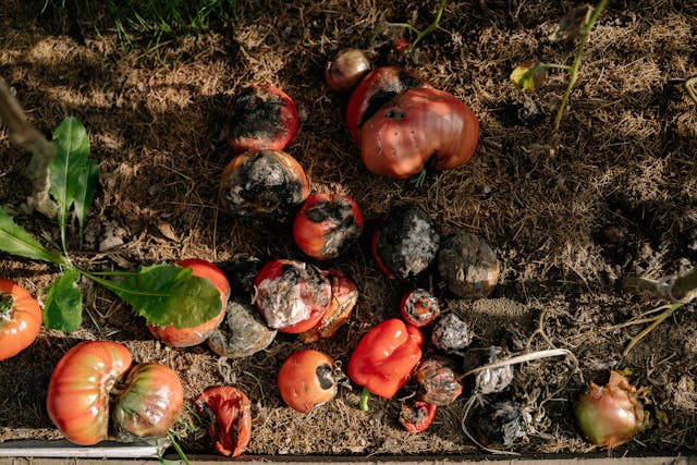 Devastating Tomato Virus Hits Australia, Threatening Crops