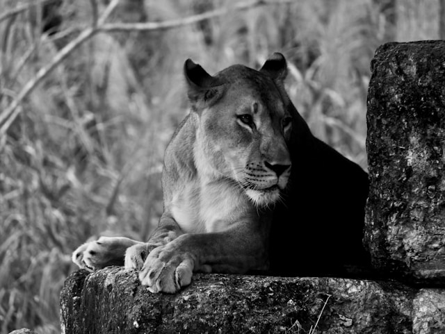 Asian Lion Kushanu Joins Dublin Zoo's Conservation Efforts