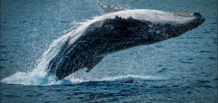 Brooklyn Cruise Ship Arrives With Dead Whale Across Its Bow