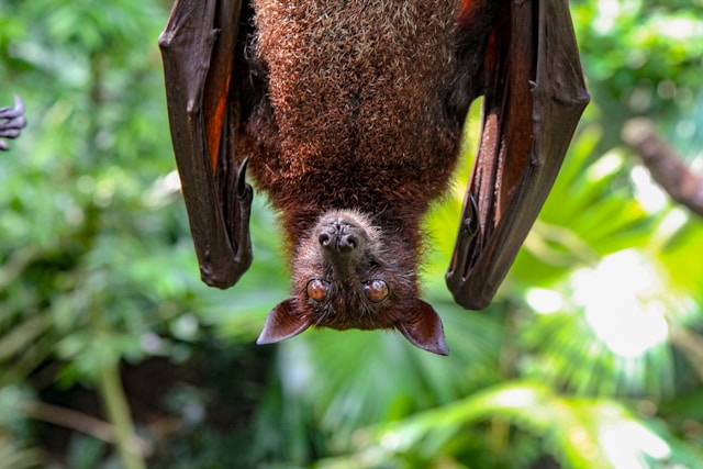 Rare Bat Species Thrive on Longleat Safari Park Estate